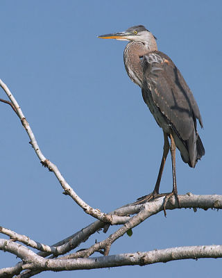 Great Blue Heron