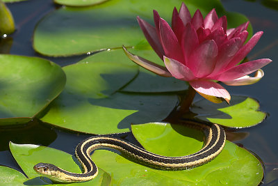 I Hate Snakes (especially in our watergarden)