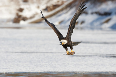 Bald Eagle