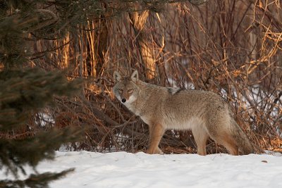 Coyote thru the Kitchen Window