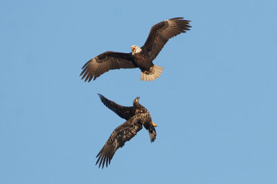 Bald Eagle