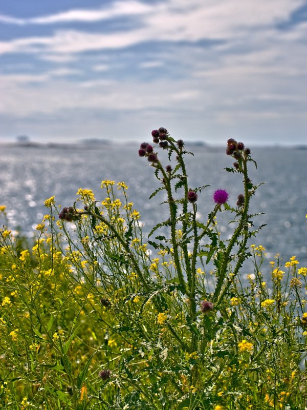 Gulf of Finland