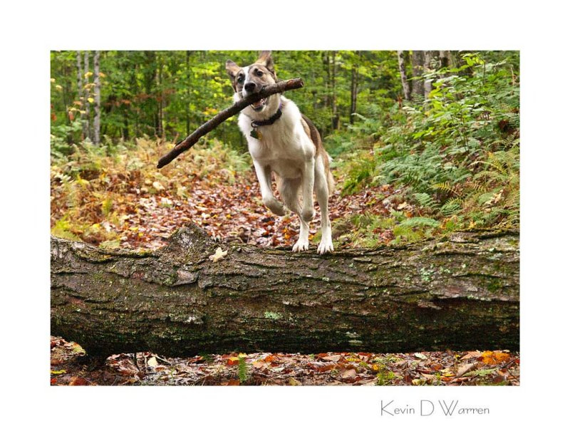 Dog Over Log