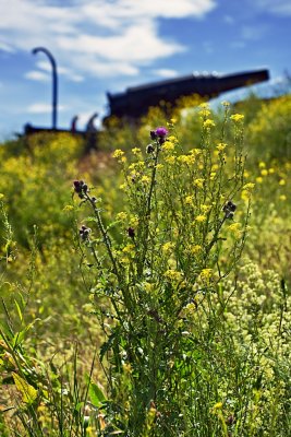 Thistle & Canon