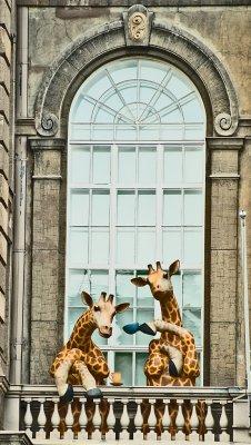 Helsinki Giraffes