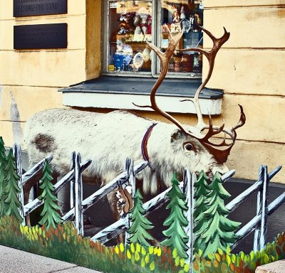 Urban Reindeer