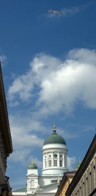 Cathedral Gull