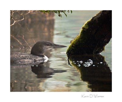Common Loon (immature) (2-months old)