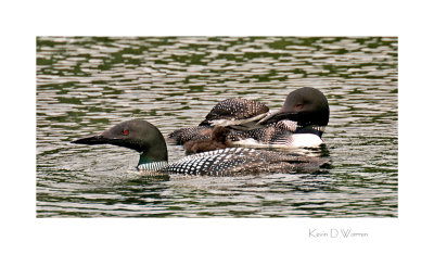 Common Loon Pair with 2-Day Old Chick