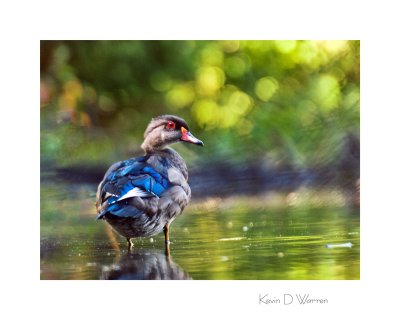 Wood Duck (non-breeding male)