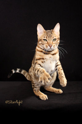 This is Thriller