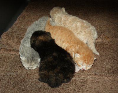 Sassique x Momo kittens born 5/18/11