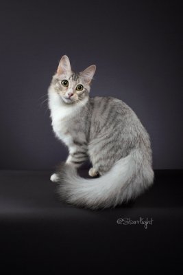 Katsnjazz Summer Rose (Turkish Angora)