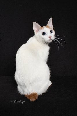 Wyndchymes Maserati of CareyCats (Japanese Bobtail)