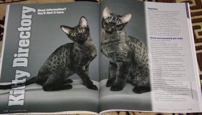 Chausie kittens in Kittens USA, from Sarsenstone, Cristy Bird