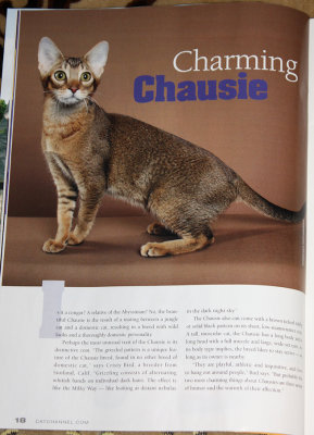 Chausie in Kittens USA, from Jinipenda, Shannon Ziokowski