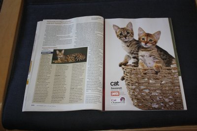 Savannah kittens in Cat Fancy, from Gatto Bello Savannahs, Kristine Alessio