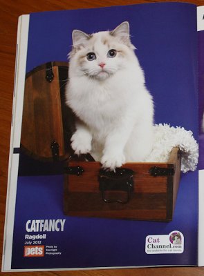 Ragdoll kitten in Cat Fancy, July 2012, from Furreal Ragdolls, Mary & Cliff Riddell