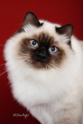 Kissyfurrs Its My Party of Partypaws (Birman)