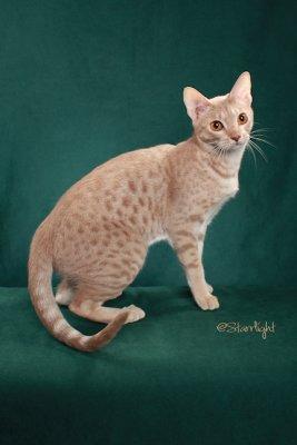 Chisolmtrail Electra (Ocicat)