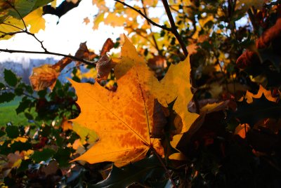 DSC_0050.jpg