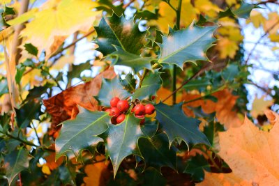 DSC_0064.jpg