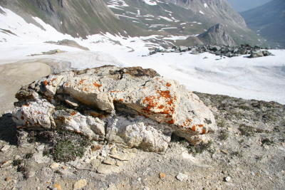 Lichen adorning stones