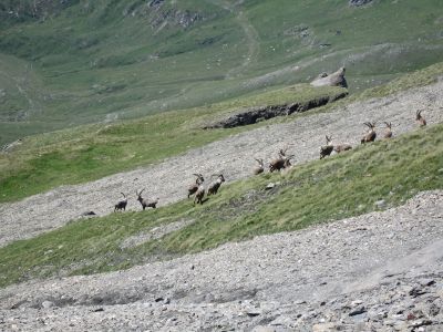 Wild goats roaming freely