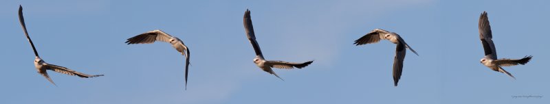 White-tailed Kite