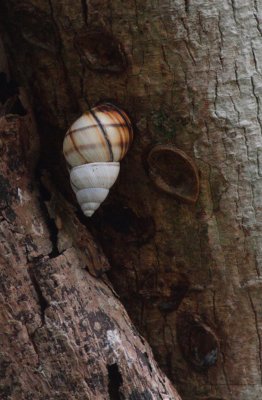 Florida Tree Snail