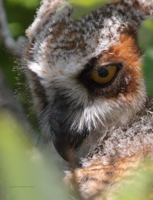 Baby Great Horned Owl