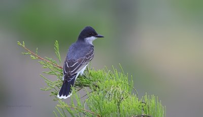 Eastern Kingbird