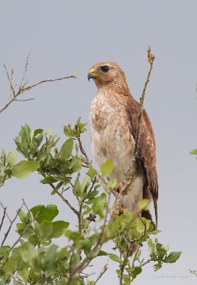 Red-shouldered Hawk