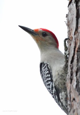 Red-billed Woodpecker