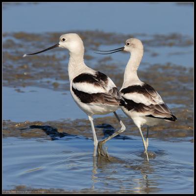 American Avocets