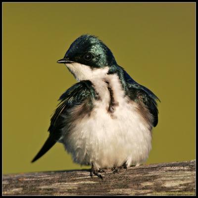 tree swallow