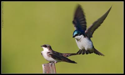 barn swallows