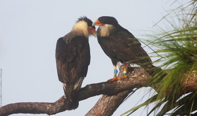 Crested Caracara in love!