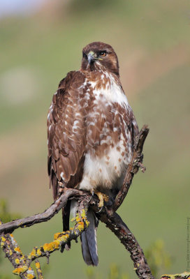 Red-tailed Hawk