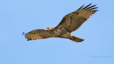 Red-tailed Hawk