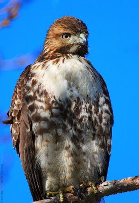 Red-tailed Hawk