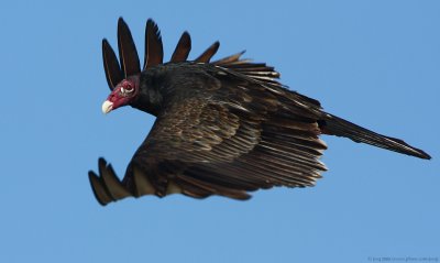 Turkey Vulture