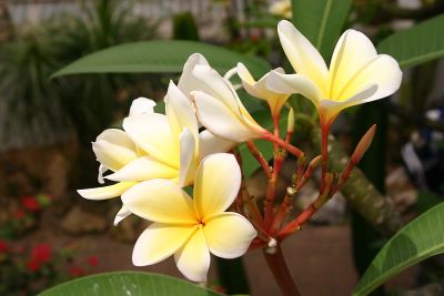flower.jpg