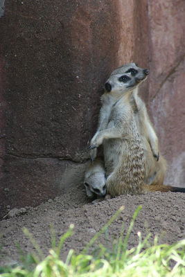 meerkat.jpg