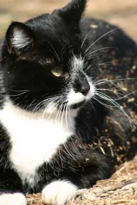 Dirty Cat.jpg