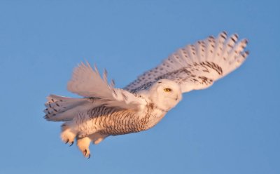 Snowy Owls