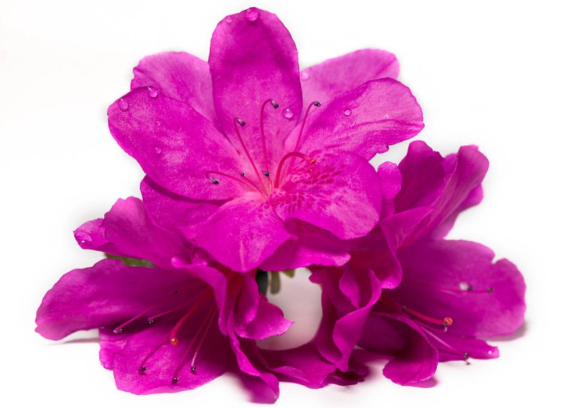 Azalea blossoms
