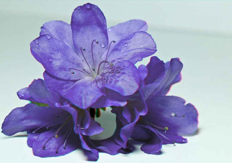Azalea blossoms