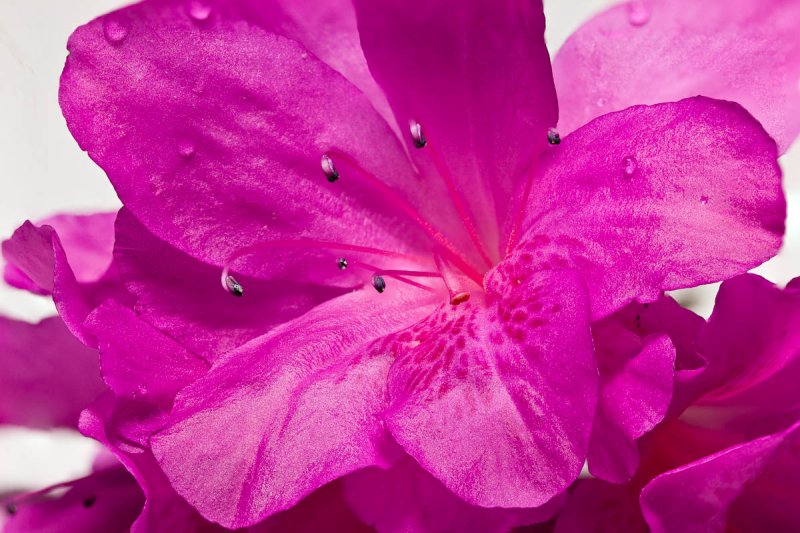 Azalea blossom