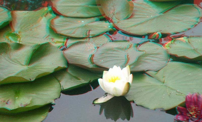 Chongqing Zoo